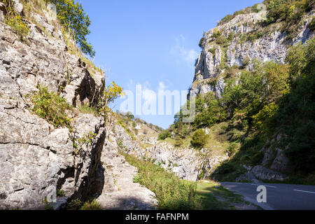 Les gorges de Cheddar - une gorge de calcaire dans les collines de Mendip, cheddar, Somerset UK Banque D'Images