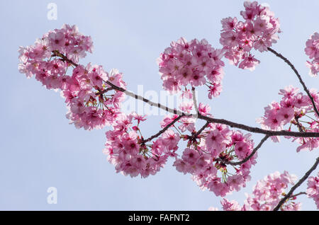 Les fleurs de cerisier contre un ciel bleu dans le parc Ueno, Tokyo, Japon Banque D'Images