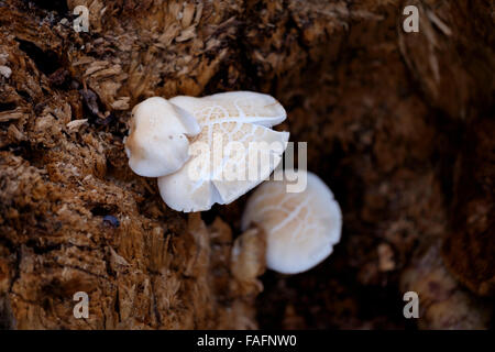 White champignons sauvages poussant sur un tronc d'arbre Banque D'Images