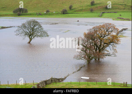 Les terres agricoles inondées le long de la rivière Ure près de Hawes dans la région de Wensleydale, Yorkshire du Nord. Banque D'Images