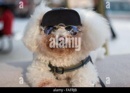 Bichon Frise habillés dans le chapeau et lunettes de soleil. Banque D'Images