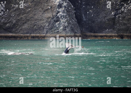 L'alimentation des baleines à bosse dans la baie de résurrection, Seward Alaska Banque D'Images
