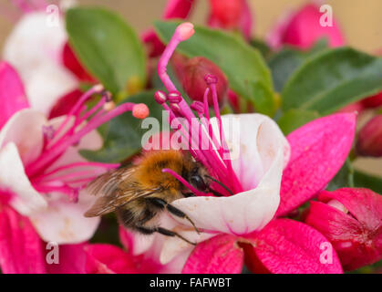 Photo macro d'une abeille pollinisant une fleur fuchsia rose et blanc. Banque D'Images