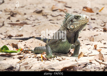 Grand exemple d'iguane sur une plage de sable fin Banque D'Images