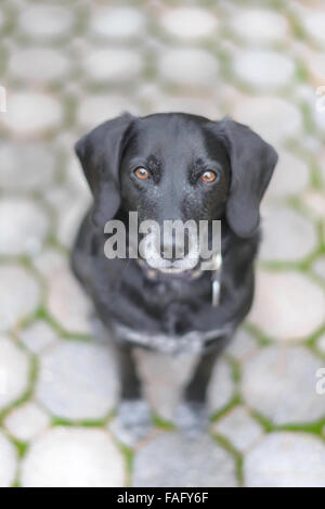 Mixed breed dog à la caméra en Banque D'Images