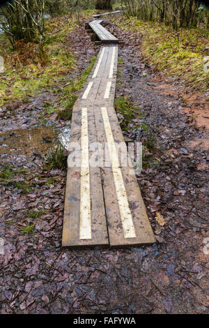 Les planches de bois faire une promenade avec des bandes de métal pour permettre la marche sur les chemins boueux. Banque D'Images