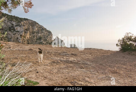 Près de chat magique, Es Vedrá mystique autour de l'île de soleil solstice d'hiver, Ibiza, Baléares, Espagne Banque D'Images