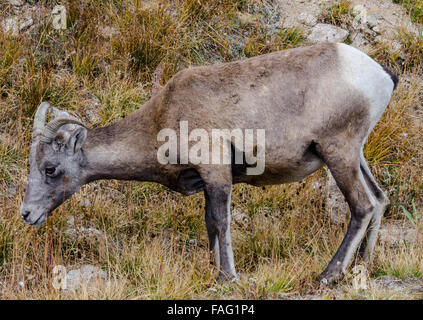 Un pâturage de mouflons le long de la route de Mount Evans au Colorado Banque D'Images