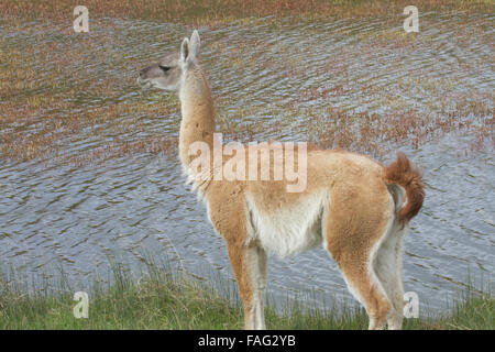 Profil de Cobourg adultes debout près de bord de l'eau dans la steppe chilien avec se redressa les oreilles. Banque D'Images