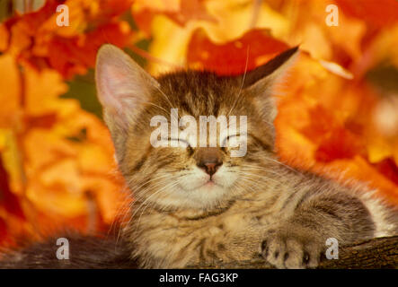 Dépouillé tabby kitten somnoler en face d'orange automne feuilles d'érable, USA Banque D'Images