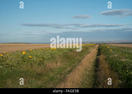 Une ferme avec une marge de la faune qui traverse les champs de maïs en plein été 4 Banque D'Images