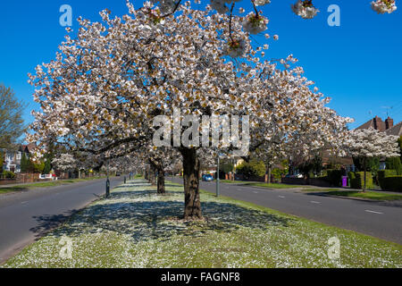 Les fleurs de cerisier en pleine floraison sur une belle journée de printemps sur Mather avenue, dans la banlieue de Liverpool Banque D'Images