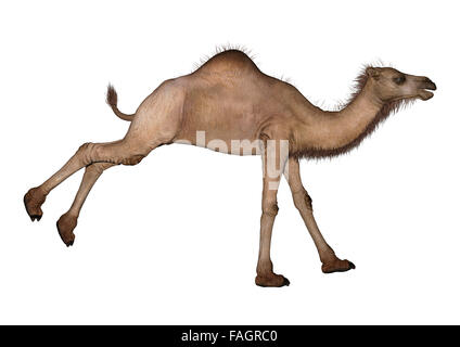 Numérique 3D render of un dromadaire ou un chameau d'arabie isolé sur fond blanc Banque D'Images