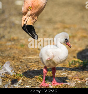 Baby bird de l'American flamingo (Phoenicopterus ruber) près de son parent. Banque D'Images