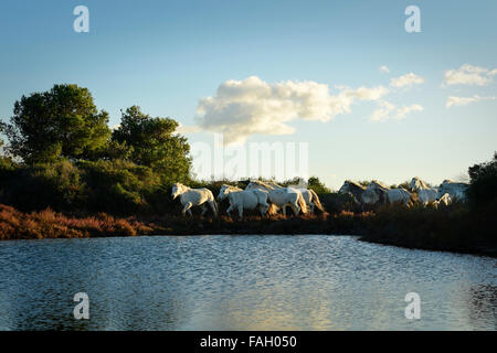 Camargue chevaux blancs sauvages Banque D'Images