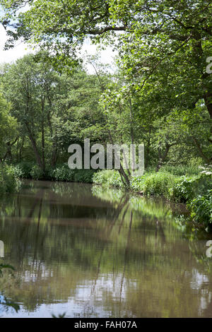 La rivière Churnet partie de la navigation entre Cheddleton Caldon et Consall Churnet Valley Staffordshire England Banque D'Images