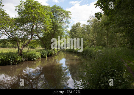 La rivière Churnet partie de la navigation entre Cheddleton Caldon et Consall Churnet Valley Staffordshire England Banque D'Images