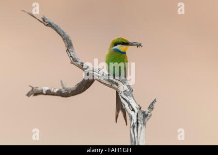 Swallow-tailed bee-eater (Merops hirundineus) assis sur la branche d'arbre avec les proies en bec, Kgalagadi Transfrontier Park Banque D'Images