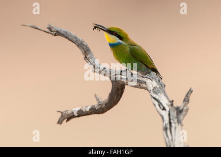 Swallow-tailed bee-eater (Merops hirundineus) assis sur la branche d'arbre avec les proies en bec, Kgalagadi Transfrontier Park Banque D'Images