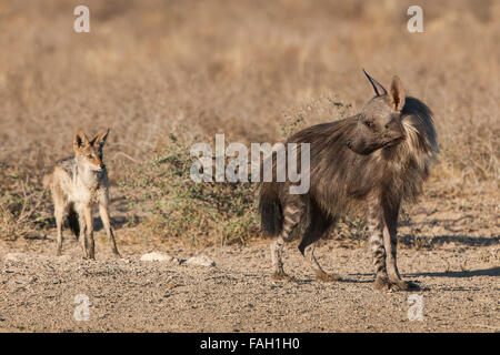 Hyène brune (Hyaena brunnea) et le chacal (Canis mesomelas), Kgalagadi Transfrontier Park, Northern Cape Province Banque D'Images