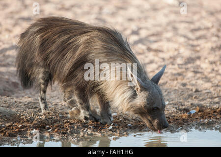 Hyène brune (Hyaena brunnea) boire au waterhole, Kgalagadi Transfrontier Park, Northern Cape, Afrique du Sud Banque D'Images