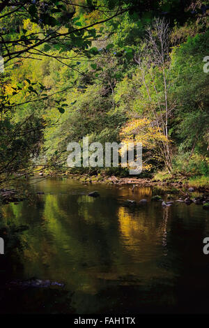 Rivière paisible avec les arbres d'automne. Afon Mellte, parc national de Brecon Beacons, Banque D'Images