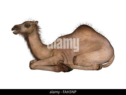 Numérique 3D render of un dromadaire ou un chameau d'arabie isolé sur fond blanc Banque D'Images