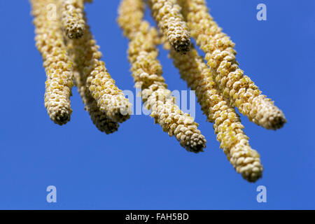 Corylus avellana Corkscrew Hazel Catkins plein de pollen Banque D'Images