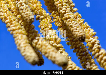 Corylus avellana Corkscrew Hazel Catkins pollen de printemps gros plan Banque D'Images