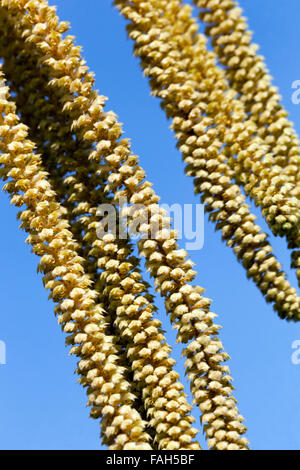 Les chatons de Noisetier Corylus avellana Corkscrew Banque D'Images