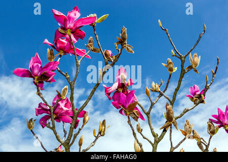 Magnolia soulangeana avec fleurs rose pourpre Banque D'Images