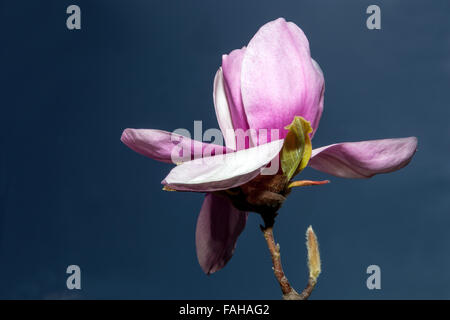 Magnolia x Soulangeana bourgeon fleur printemps rose bourgeonnement fleur Banque D'Images