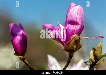 Magnolia soulangeana avec fleurs rose pourpre Banque D'Images