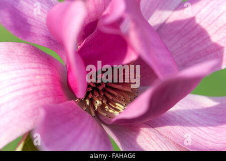 Magnolia soulangeana avec purple pink close up flower Banque D'Images