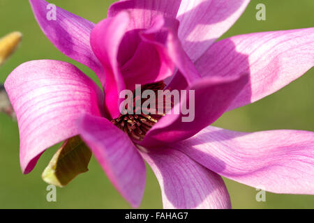 Magnolia Soulangeana fleur rose pourpre Banque D'Images