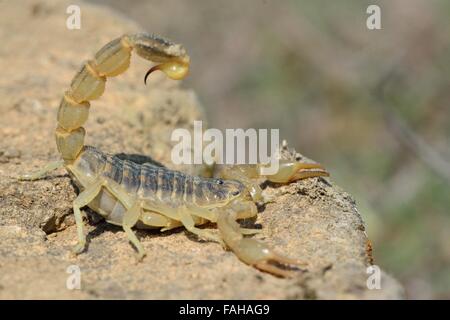 Scorpion jaune commun (Buthus occitanus) en position défensive en Azerbaïdjan. Un scorpion de la famille des Buthidae Banque D'Images