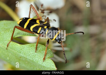 Wasp beetle (Clytus arietis). Une guêpe noire et jaune sur une feuille d'aubépine mimic Banque D'Images
