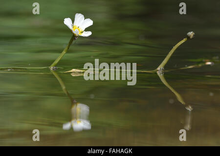 Renoncule (Ranunculus sp.) en fleurs près de Bath, Royaume-Uni. Une plante aquatique en fleur dans une rivière Banque D'Images