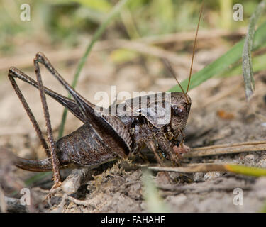 Bush sombre (Pholidoptera griseoaptera cricket) manger une abeille solitaire. Un cricket omnivore de la famille Tettigoniidae Banque D'Images