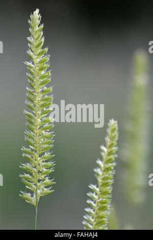 Du chien à crête-tail (Cynosurus cristatus). Une herbe de la famille des Poaceae en fleur dans une prairie britannique Banque D'Images