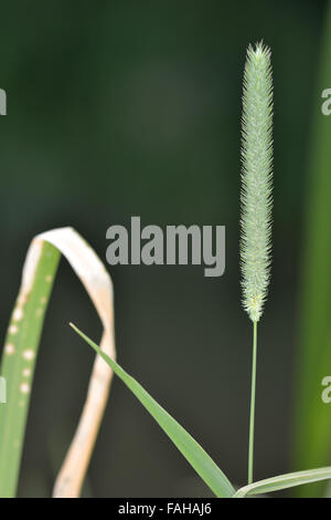 La phléole des prés (Phleum pratense). Une herbe de la famille des Poaceae en fleur dans une prairie britannique Banque D'Images