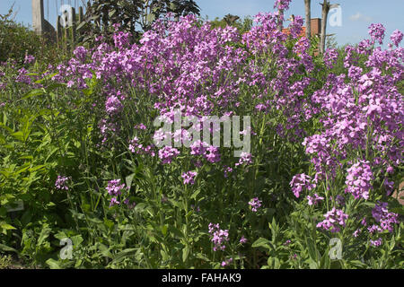 La Dame Violette, Sweet fusée, Gewöhnliche Nachtviole Nacht-Viole Matronenblume,,, Hesperis matronalis, julienne des dames Banque D'Images