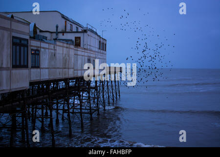 Aberystwyth, Pays de Galles, Royaume-Uni. Dec 30, 2015. Météo France : une pause dans la tempête Frank Aberystwyth, Pays de Galles, Royaume-Uni 20 décembre 2015. Pepole faire bon usage du temps s'il y a une rupture de l'averse que nous avons eu une grande partie de la journée avec storm Frank de passage. L'étourneau tête directement pour leurs perchoirs ce soir sans n'importe quel écran. Credit : Trebuchet Photography/Alamy Live News Banque D'Images