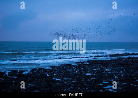 Aberystwyth, Pays de Galles, Royaume-Uni. Dec 30, 2015. Météo France : une pause dans la tempête Frank Aberystwyth, Pays de Galles, Royaume-Uni 20 décembre 2015. Pepole faire bon usage du temps s'il y a une rupture de l'averse que nous avons eu une grande partie de la journée avec storm Frank de passage. Les étourneaux à la maison. Credit : Trebuchet Photography/Alamy Live News Banque D'Images