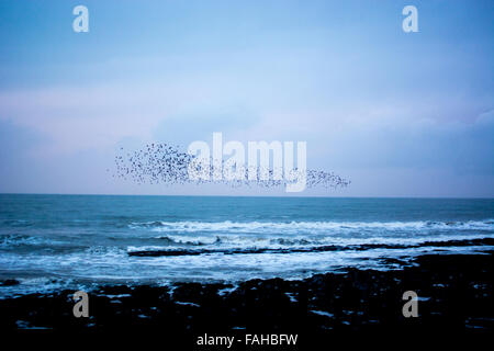 Aberystwyth, Pays de Galles, Royaume-Uni. Dec 30, 2015. Météo France : une pause dans la tempête Frank Aberystwyth, Pays de Galles, Royaume-Uni 20 décembre 2015. Pepole faire bon usage du temps s'il y a une rupture de l'averse que nous avons eu une grande partie de la journée avec storm Frank de passage. Les étourneaux à la maison. Credit : Trebuchet Photography/Alamy Live News Banque D'Images