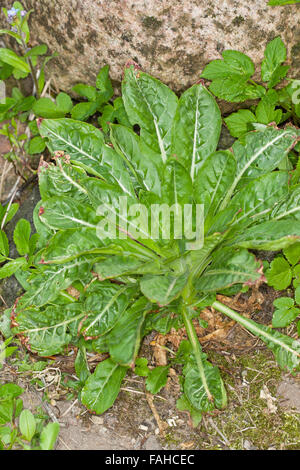 Onagre commune, Evening-Primrose, feuille, feuilles, Gewöhnliche Nachtkerze, Blattrosette, Blätter, Blatt, Oenothera biennis Banque D'Images