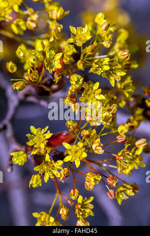 Acer plantanoides, Crimson King, Norvège érable pollen au printemps Banque D'Images