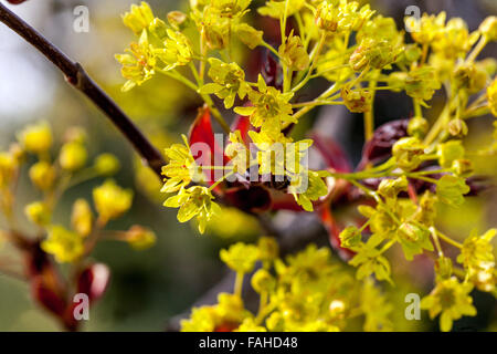 Fleur d'érable de Norvège au printemps Acer plantanoides Crimson King, Banque D'Images