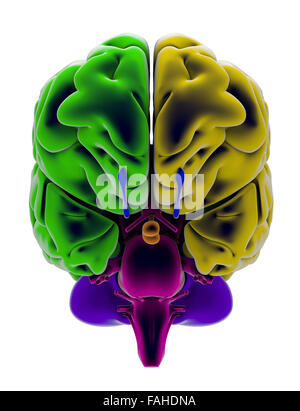 Cerveau, section, division, pièces de découpe, d'anatomie Banque D'Images