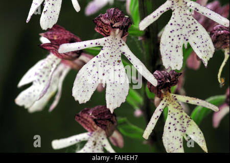 Lady orchid (Orchis purpurea) en fleurs